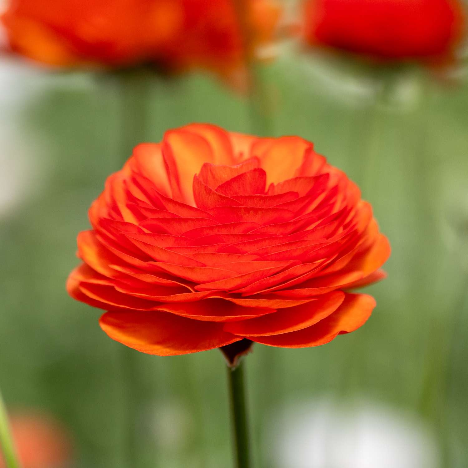 Ranunkeln 'Elegance Clementine'
